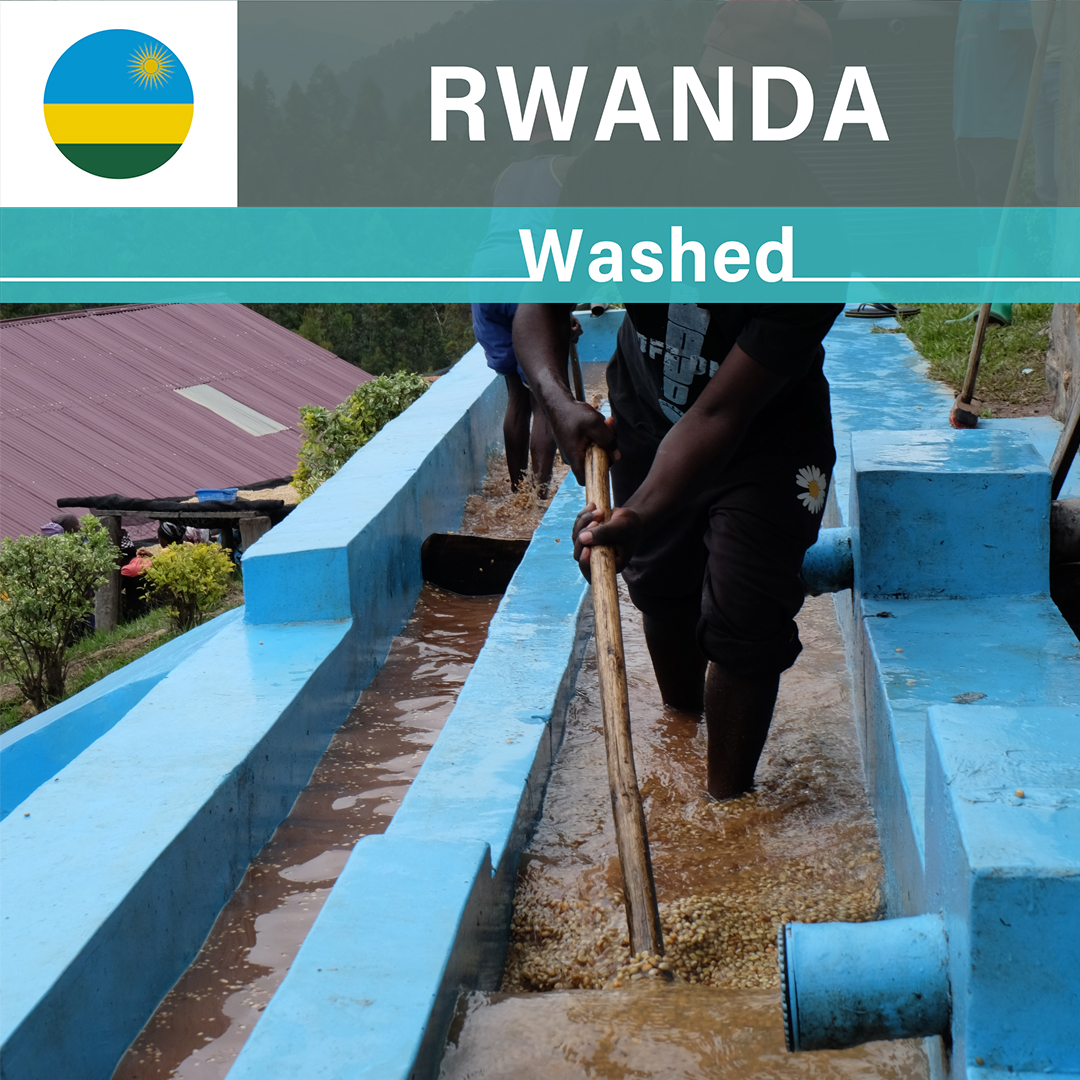 Rwanda Shyira A1 TOP Washed(24/25年クロップ) | ORIGIN COUNTRIES